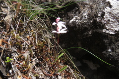 Caladenia alpina