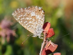 Theclinesthes serpentata