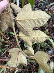 Passiflora coactilis