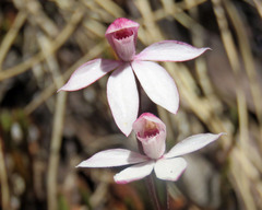 Caladenia alpina