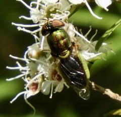 Odontomyia decipiens