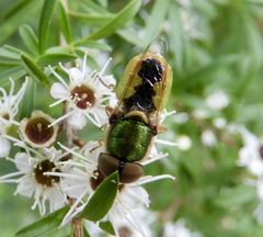 Odontomyia decipiens