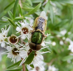 Odontomyia decipiens