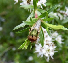 Odontomyia decipiens
