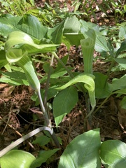 Arisaema acuminatum