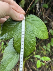 Passiflora coactilis