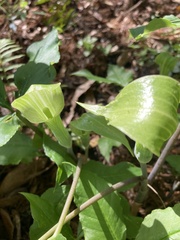 Arisaema acuminatum