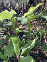 Arisaema acuminatum
