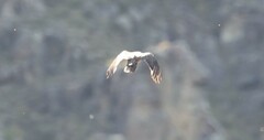 Falco novaeseelandiae