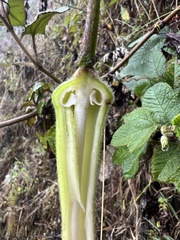 Passiflora coactilis