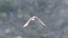 Falco novaeseelandiae