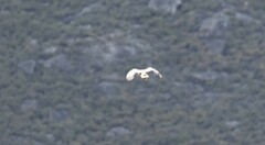 Falco novaeseelandiae