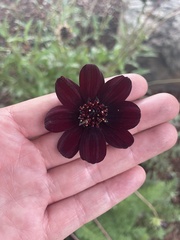 Cosmos atrosanguineus