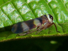Licontinia introducens