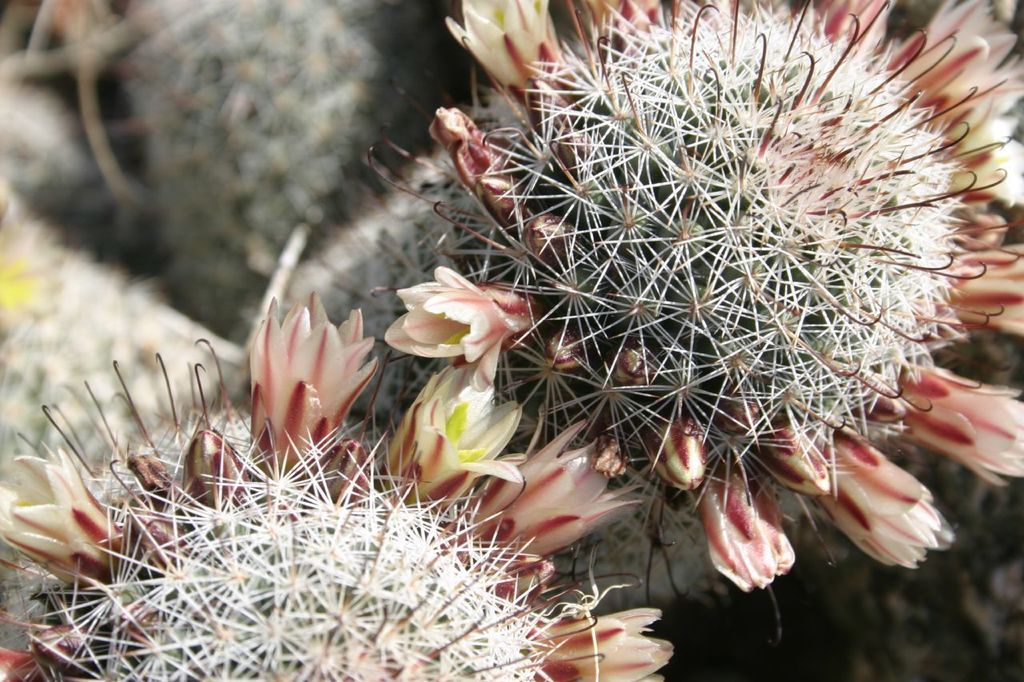 Fish Hook Cactus (Plants of Baja) · iNaturalist
