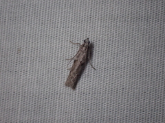 Cryptoblabes hemigypsa