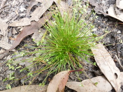 Isolepis levynsiana