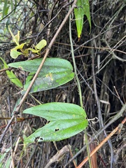Decaloba