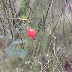 Exocarpos cupressiformis