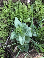 Sairocarpus nuttallianus