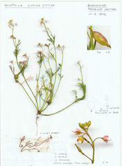 Heliophila diffusa diffusa