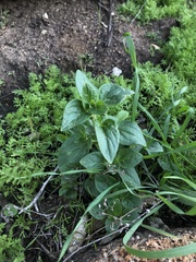 Sairocarpus nuttallianus