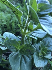 Sairocarpus nuttallianus