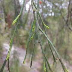 Exocarpos cupressiformis