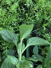 Sairocarpus nuttallianus