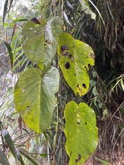 Passiflora ligularis ligularis