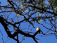 Agapornis roseicollis