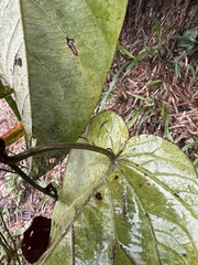 Passiflora ligularis ligularis