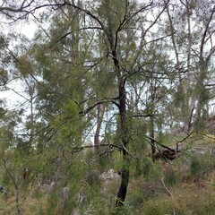 Exocarpos cupressiformis