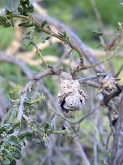 Rhopalomyia californica