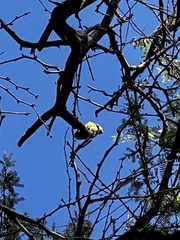 Agapornis roseicollis