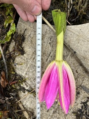 Passiflora coactilis