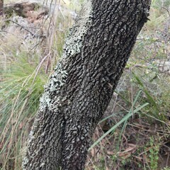 Exocarpos cupressiformis