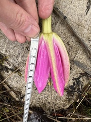 Passiflora coactilis