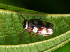Licontinia introducens