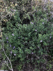 Solanum parishii