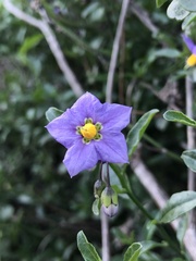 Solanum parishii