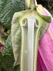 Passiflora coactilis