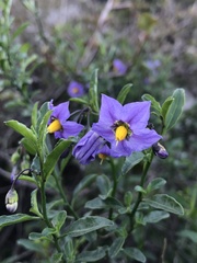 Solanum parishii