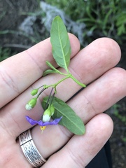 Solanum parishii