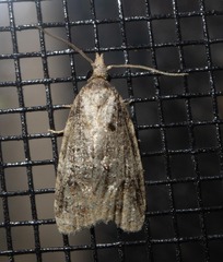 Platynota exasperatana