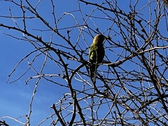 Agapornis roseicollis