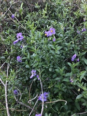 Solanum parishii