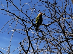 Agapornis roseicollis