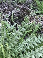 Emmenanthe penduliflora penduliflora