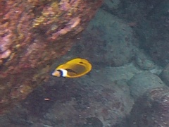 Chaetodon lunula